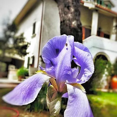 Meravilla